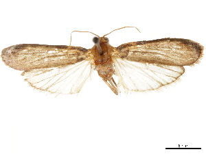  (Pseudocabima expunctrix - CCDB-31553-G05)  @11 [ ] CreativeCommons - Attribution (2018) CBG Photography Group Centre for Biodiversity Genomics