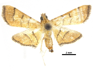  (Orphanostigma futilalis - CCDB-32786-H04)  @11 [ ] CreativeCommons - Attribution (2018) CBG Photography Group Centre for Biodiversity Genomics