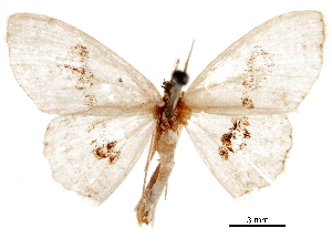  (Somatina mozambica - CCDB-32975-F08)  @11 [ ] CreativeCommons - Attribution (2019) CBG Photography Group Centre for Biodiversity Genomics