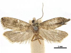  ( - CCDB-32975-H04)  @11 [ ] CreativeCommons - Attribution (2019) CBG Photography Group Centre for Biodiversity Genomics