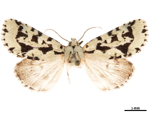  ( - CCDB-33189-C06)  @12 [ ] CreativeCommons - Attribution (2019) CBG Photography Group Centre for Biodiversity Genomics