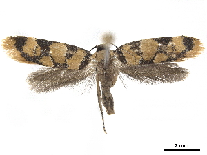  ( - CCDB-33189-G06)  @13 [ ] CreativeCommons - Attribution (2019) CBG Photography Group Centre for Biodiversity Genomics
