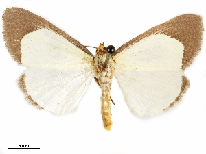  (Leucovis lepta - CCDB-34075-C02)  @11 [ ] CreativeCommons - Attribution Non-Commercial Share-Alike (2019) CBG Photography Group Centre for Biodiversity Genomics