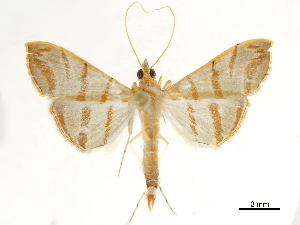  ( - CCDB-34726-C11)  @11 [ ] CreativeCommons - Attribution (2019) CBG Photography Group Centre for Biodiversity Genomics