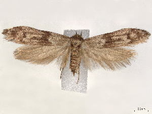  ( - CCDB-35910-D05)  @13 [ ] CreativeCommons - Attribution (2020) CBG Photography Group Centre for Biodiversity Genomics