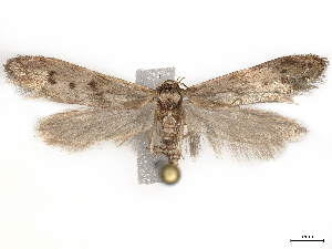  ( - CCDB-35910-D11)  @13 [ ] CreativeCommons - Attribution (2020) CBG Photography Group Centre for Biodiversity Genomics