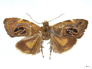 ( - CCDB-37887-B03)  @11 [ ] CreativeCommons - Attribution Share - Alike (2024) CBG Photography Group Centre for Biodiversity Genomics