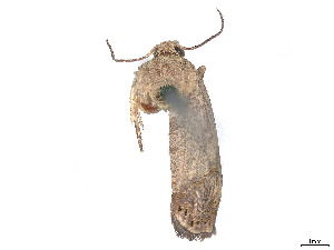 (Ethelgoda texana - CCDB-37887-H01)  @11 [ ] CreativeCommons - Attribution Share - Alike (2024) CBG Photography Group Centre for Biodiversity Genomics