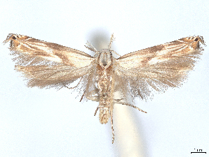  ( - CCDB-37888-A10)  @11 [ ] CreativeCommons - Attribution (2024) CBG Photography Group Centre for Biodiversity Genomics