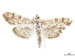  ( - CCDB-37889-C04)  @11 [ ] CreativeCommons - Attribution Share - Alike (2024) CBG Photography Group Centre for Biodiversity Genomics