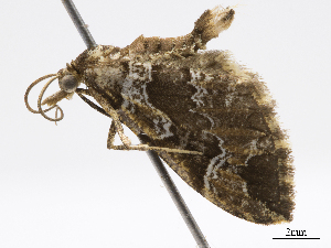  (Psaliodes demasaria - CCDB-37903-F02)  @11 [ ] CreativeCommons - Attribution (2024) CBG Photography Group Centre for Biodiversity Genomics