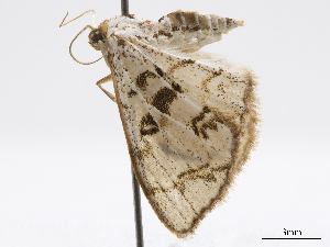  ( - CCDB-37903-G02)  @11 [ ] CreativeCommons - Attribution (2024) CBG Photography Group Centre for Biodiversity Genomics