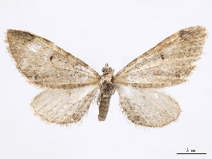  (Eupithecia alogista - CCDB-37905-A05)  @11 [ ] CreativeCommons - Attribution (2024) CBG Photography Group Centre for Biodiversity Genomics