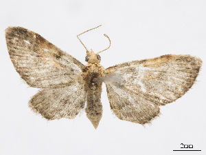  (Eupithecia anita - CCDB-37905-A06)  @11 [ ] CreativeCommons - Attribution (2024) CBG Photography Group Centre for Biodiversity Genomics