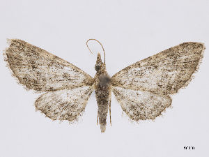  (Eupithecia chrodna - CCDB-37905-A07)  @11 [ ] CreativeCommons - Attribution (2024) CBG Photography Group Centre for Biodiversity Genomics