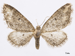  (Eupithecia exophycra - CCDB-37905-A08)  @11 [ ] CreativeCommons - Attribution (2024) CBG Photography Group Centre for Biodiversity Genomics