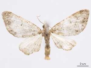  (Eupithecia muscula - CCDB-37905-A10)  @11 [ ] CreativeCommons - Attribution (2024) CBG Photography Group Centre for Biodiversity Genomics