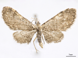  (Eupithecia pactia - CCDB-37905-A11)  @11 [ ] CreativeCommons - Attribution (2024) CBG Photography Group Centre for Biodiversity Genomics