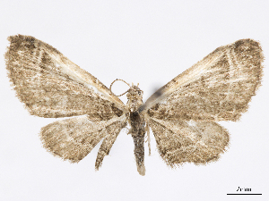  (Eupithecia pallidistriga - CCDB-37905-A12)  @11 [ ] CreativeCommons - Attribution (2024) CBG Photography Group Centre for Biodiversity Genomics