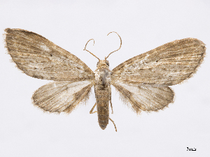  (Eupithecia panda - CCDB-37905-B01)  @11 [ ] CreativeCommons - Attribution (2024) CBG Photography Group Centre for Biodiversity Genomics