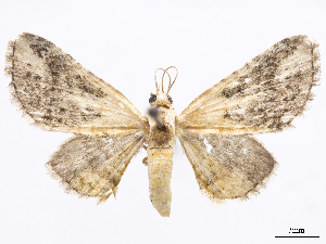  (Eupithecia pertacta - CCDB-37905-B02)  @11 [ ] CreativeCommons - Attribution (2024) CBG Photography Group Centre for Biodiversity Genomics