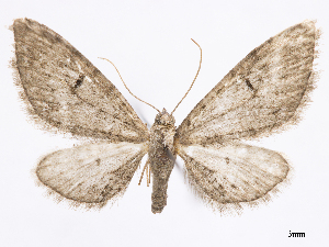  (Eupithecia planipennis - CCDB-37905-B03)  @11 [ ] CreativeCommons - Attribution (2024) CBG Photography Group Centre for Biodiversity Genomics