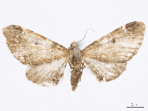  (Eupithecia sellia - CCDB-37905-B04)  @11 [ ] CreativeCommons - Attribution (2024) CBG Photography Group Centre for Biodiversity Genomics