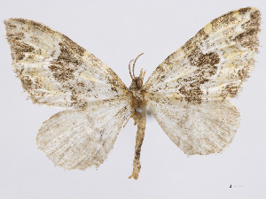  (Psaliodes orozcoa - CCDB-37905-E04)  @11 [ ] CreativeCommons - Attribution (2024) CBG Photography Group Centre for Biodiversity Genomics