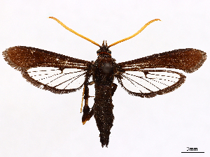  ( - CCDB-37908-B03)  @11 [ ] CreativeCommons - Attribution (2024) CBG Photography Group Centre for Biodiversity Genomics