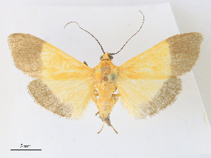  ( - CCDB-45156-F04)  @11 [ ] CreativeCommons - Attribution Share - Alike (2024) CBG Photography Group Centre for Biodiversity Genomics