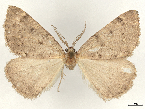 ( - CCDB-45165-F10)  @11 [ ] CreativeCommons - Attribution (2024) CBG Photography Group Centre for Biodiversity Genomics