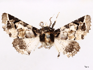  (Eutelia leucographa - CCDB-45171-B06)  @11 [ ] CreativeCommons - Attribution (2024) CBG Photography Group Centre for Biodiversity Genomics