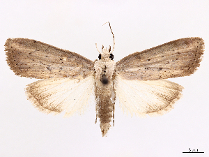  (Herminodes albistriga - CCDB-45171-D12)  @11 [ ] CreativeCommons - Attribution (2024) CBG Photography Group Centre for Biodiversity Genomics