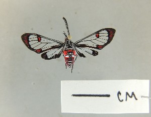  ( - USNM ENT 01921082)  @11 [ ] CreativeCommons - Attribution Share-Alike (2024) Unspecified Smithsonian Institution, National Museum of Natural History, Entomological Collection