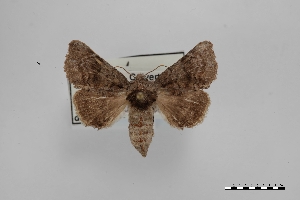  (Coelodasys apicalis - USNM ENT 01921682)  @11 [ ] Unspecified (default): All Rights Reserved  Unspecified Unspecified
