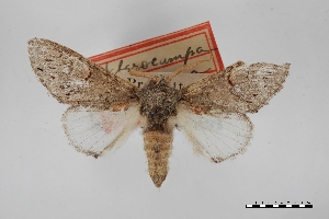  (Cecrita incongrua - USNM ENT 01921749)  @11 [ ] Unspecified (default): All Rights Reserved  Unspecified Unspecified