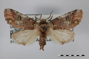  (Coelodasys unicornis - USNM ENT 01921762)  @11 [ ] Unspecified (default): All Rights Reserved  Unspecified Unspecified