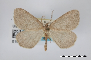  (Speranza andersoni - USNM ENT 01921806)  @11 [ ] Unspecified (default): All Rights Reserved  Unspecified Unspecified