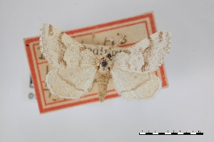  (Speranza pallipennata - USNM ENT 01921809)  @11 [ ] Unspecified (default): All Rights Reserved  Unspecified Unspecified