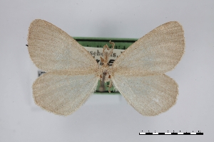  (Speranza argillacearia - USNM ENT 01921820)  @11 [ ] Unspecified (default): All Rights Reserved  Unspecified Unspecified