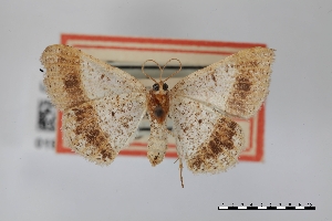  (Frederickia subterminata - USNM ENT 01921854)  @11 [ ] Unspecified (default): All Rights Reserved  Unspecified Unspecified