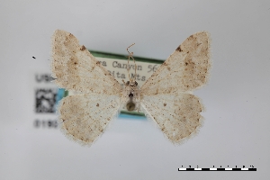  (Frederickia parcata - USNM ENT 01921857)  @11 [ ] Unspecified (default): All Rights Reserved  Unspecified Unspecified