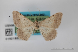  (Frederickia disparcata - USNM ENT 01921859)  @11 [ ] Unspecified (default): All Rights Reserved  Unspecified Unspecified