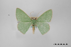  (Nemoria bifilata planuscula - USNM ENT 01921897)  @11 [ ] Unspecified (default): All Rights Reserved  Unspecified Unspecified