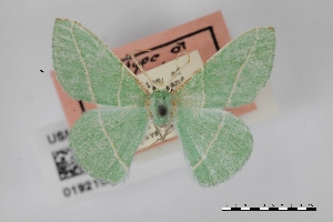  (Dichorda rectaria - USNM ENT 01921904)  @11 [ ] Unspecified (default): All Rights Reserved  Unspecified Unspecified
