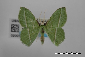  (Dichorda iridaria - USNM ENT 02001013)  @11 [ ] Unspecified (default): All Rights Reserved  Unspecified Unspecified