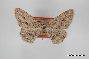  ( - USNM ENT 02001074)  @11 [ ] Unspecified (default): All Rights Reserved  Unspecified Unspecified