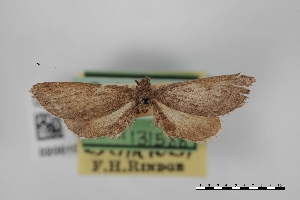  (Glaucina eupitheciaria escariola - USNM ENT 02001097)  @11 [ ] Unspecified (default): All Rights Reserved  Unspecified Unspecified