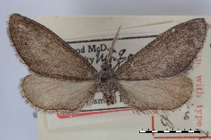  ( - USNM ENT 02001109)  @11 [ ] Unspecified (default): All Rights Reserved  Unspecified Unspecified