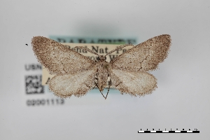  ( - USNM ENT 02001113)  @11 [ ] Unspecified (default): All Rights Reserved  Unspecified Unspecified